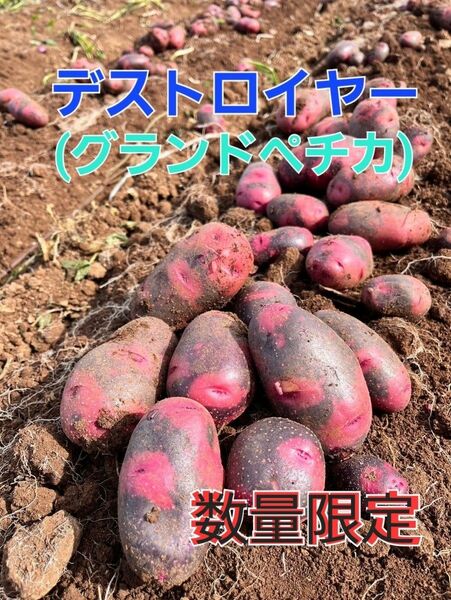 長崎県産 デストロイヤー グランドペチカ 箱込み5キロ