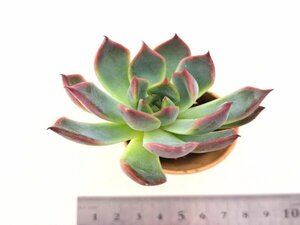 【152】多肉植物根付き苗 200品目出品！100円スタート！【レッドエボニーｈｙｂ.TypeA】（エケベリア）