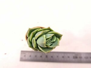 【110】多肉植物根付き苗 200品目出品！100円スタート！【Lovely Rose】（エケベリア）