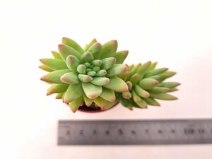 【063】多肉植物根付き苗 200品目出品！100円スタート！【樹氷】（セデベリア）