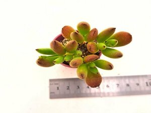 【019】多肉植物根付き苗 200品目出品！100円スタート！【モンキーネイル】（コチレドン）