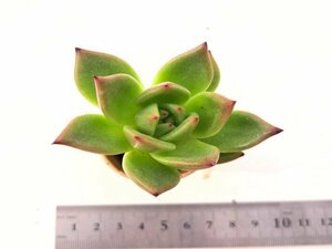 【180】多肉植物根付き苗 200品目出品！100円スタート！【シャーロットガーデン（Sharlot Garden）】（エケベリア）