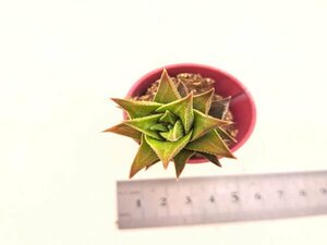 【088】多肉植物根付き苗 200品目出品！100円スタート！【優美塚】（ハオルチア）