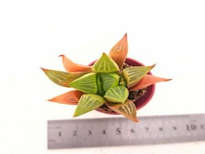 【098】多肉植物根付き苗 200品目出品！100円スタート！【レツーサ】（ハオルチア）