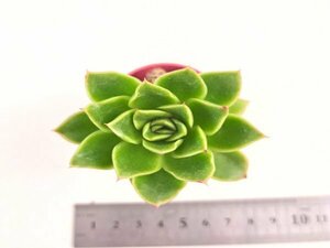 【151】多肉植物根付き苗 200品目出品！100円スタート！【アヴィリル】（エケベリア）