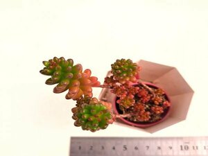 【065】多肉植物根付き苗 200品目出品！100円スタート！【レッドベリー】（セデベリア）