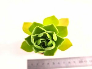 【074】多肉植物根付き苗 200品目出品！100円スタート！【レモネード】（アエオニウム）