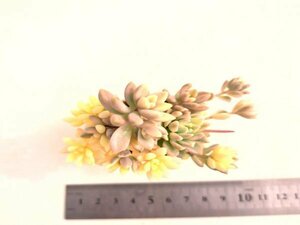 【025】多肉植物根付き苗 200品目出品！100円スタート！【姫秋レイ】（グラプトペタルム）