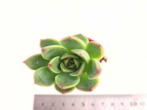 【175】多肉植物根付き苗 200品目出品！100円スタート！【ジェイドラウンド（Jade Round）】（エケベリア）