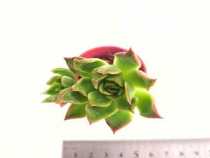 【178】多肉植物根付き苗 200品目出品！100円スタート！【レッドアガボイデス】（エケベリア）