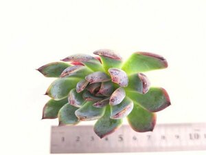 【135】多肉植物根付き苗 200品目出品！100円スタート！【黒バラｈｙｂ.】（エケベリア）