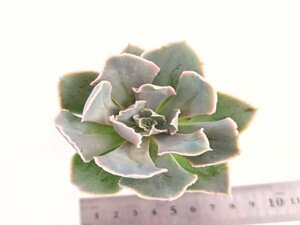 【190】多肉植物根付き苗 200品目出品！100円スタート！【ホワイトプリンセス】（エケベリア）