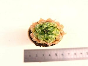 【094】多肉植物根付き苗 200品目出品！100円スタート！【光オブツーサ】（ハオルチア）