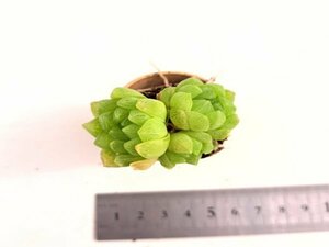 【096】多肉植物根付き苗 200品目出品！100円スタート！【Angasutata】（ハオルチア）