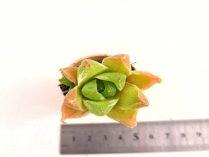 【099】多肉植物根付き苗 200品目出品！100円スタート！【ピンキー錦】（ハオルチア）