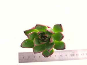 【199】多肉植物根付き苗 200品目出品！100円スタート！【相府連ｈｙｂ.】（エケベリア）