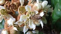 枇杷の花と蜜蜂