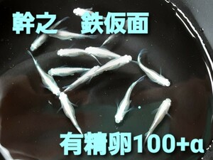 【幹之】有精卵100個+α　Gフルボディ　鉄仮面　みゆき