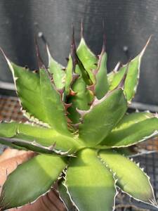 アガベ 強棘 特選 Agave ホリダ