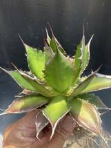 アガベ ホリダ 特選 Agave 強棘 _画像4