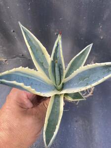  agave America -na. Varie ga-ta