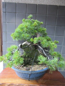  stone attaching Shikoku red stone . leaf pine bonsai ( height of tree 40cm,. diameter 8cm) middle goods bonsai peace pot 