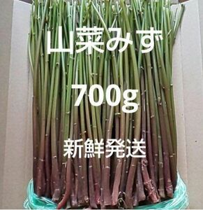 4 山菜 みず ミズ 700g 新鮮発送