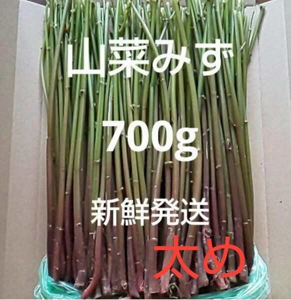 15 山菜 みず ミズ 700g 新鮮発送