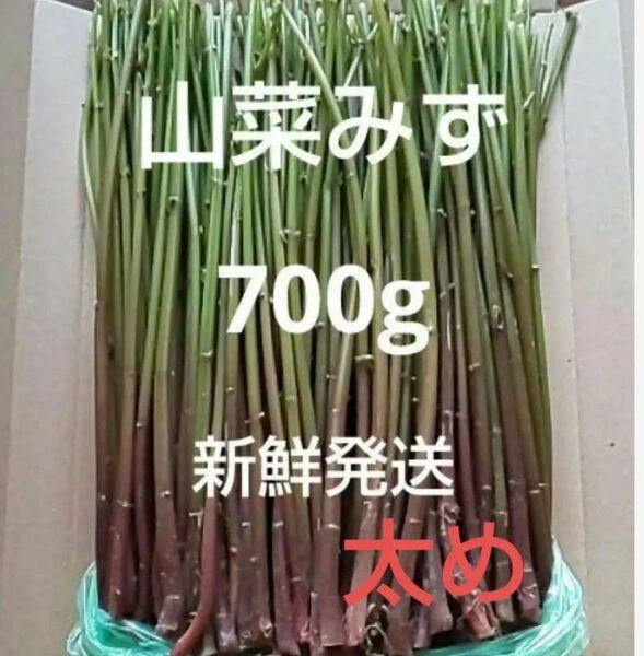 19 山菜 みず ミズ 700g 新鮮発送