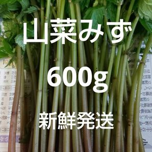 2 山菜 みず ミズ 600g 新鮮発送