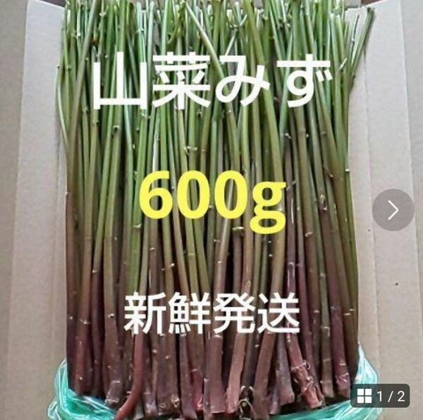 36 山菜 みず ミズ 600g 新鮮発送