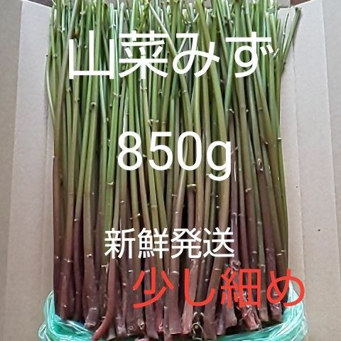 22 山菜 みず ミズ 850g 新鮮発送