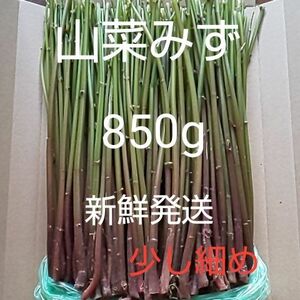 32 山菜 みず ミズ 850g 新鮮発送