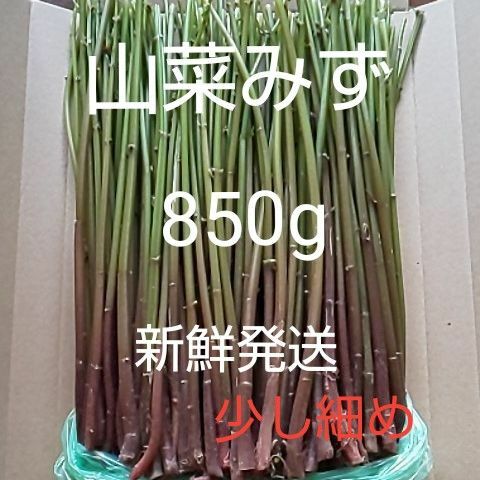 33 山菜 みず ミズ 850g 新鮮発送