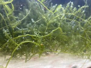ウミブドウ　30g 海藻　マリンプランツ