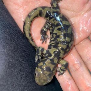 toub Tiger salamander CB ①