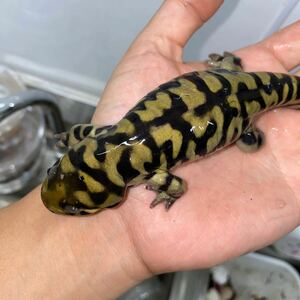  Obi Tiger salamander select individual 