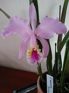 C. mossiae 'Brilliant Pink' (JP)