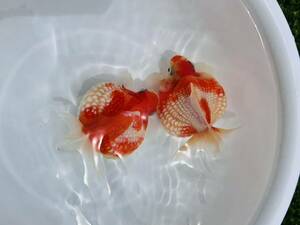  pair male, female domestic production * pin pon pearl *2 pcs * approximately 10.0cm*2 -years old * fine quality * robust * goldfish * aquarium fish *.. circle ...* pretty! breeding! colorful * production egg 