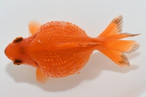 【猫飯】ピンポンパール１匹・約８センチ　１匹　　①　　金魚　川魚　　現物
