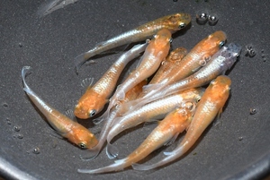 【猫飯】アマテラス三色メダカ・若魚１０匹　　ウ１９　　　現物　めだか