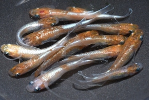 【猫飯】アマテラス三色メダカ・若魚１０匹　　ウ１６　　　現物　めだか