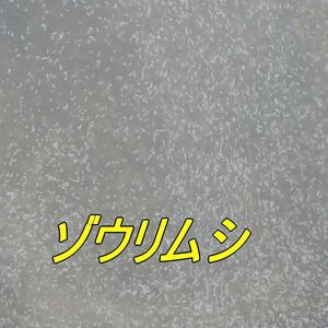 即日発送・送料無料・安心自家培養！ゾウリムシ・500ml　　熱帯魚　観賞魚　稚魚　針子　メダカ　川魚　金魚　ベタ　微生物　初期餌