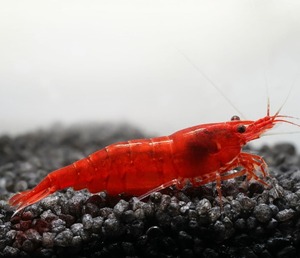  red fire - shrimp 10 pcs * ultimate fire .* 10 pcs,30 pcs,50 pcs,100 pcs till equipped *