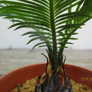 アオエソテツ5. 4号鉢 （青首そてつ）奄美大島産  （盆栽、観葉植物）の画像3