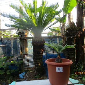 アオエソテツ5. 4号鉢 （青首そてつ）奄美大島産  （盆栽、観葉植物）の画像5