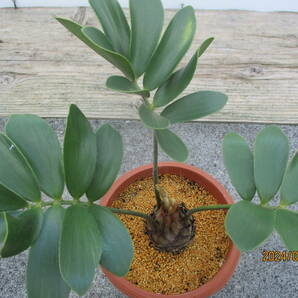 ザミア、メキシコソテツ20. 5号鉢 観葉植物の画像3