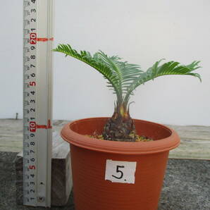 アオエソテツ5. 4号鉢 （青首そてつ）奄美大島産  （盆栽、観葉植物）の画像1