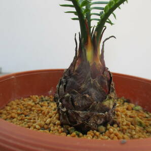 アオエソテツ5. 4号鉢 （青首そてつ）奄美大島産  （盆栽、観葉植物）の画像2