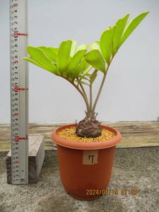 ザミア、メキシコソテツ7.　4.5鉢　観葉植物